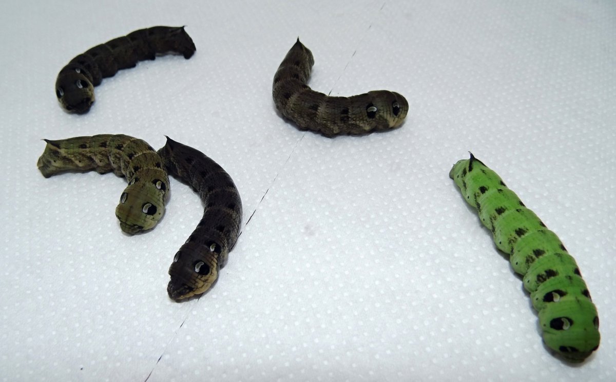 Гусеница из Хаги ваги