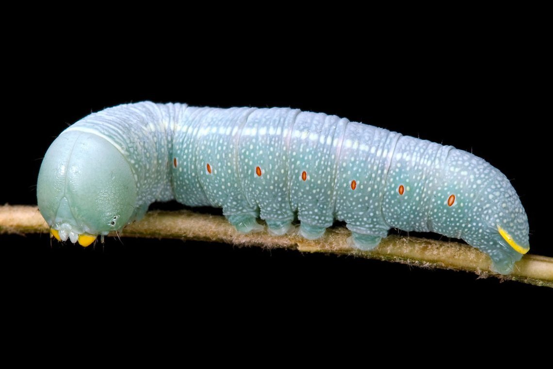 Nadata gibbosa гусеница