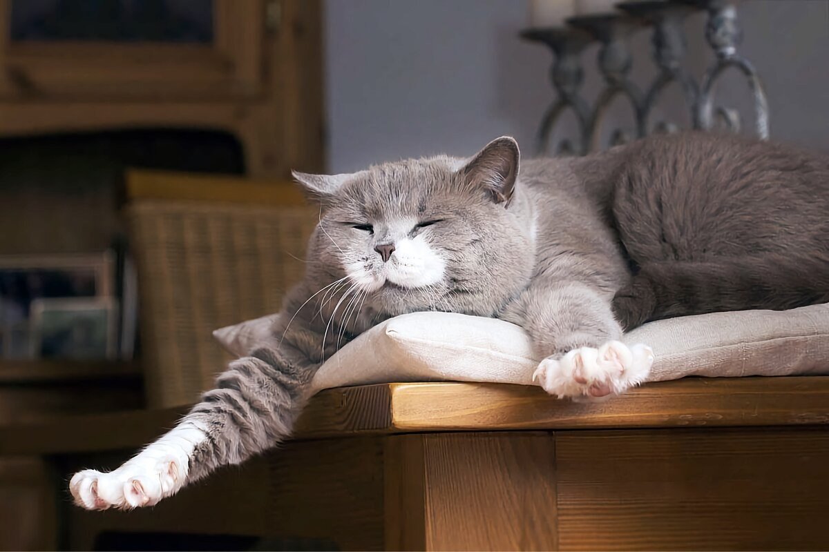 Коты на диване