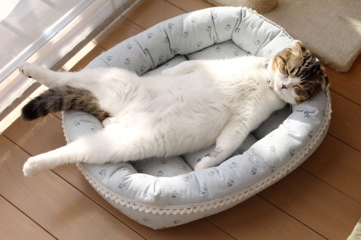 Лежак для кота