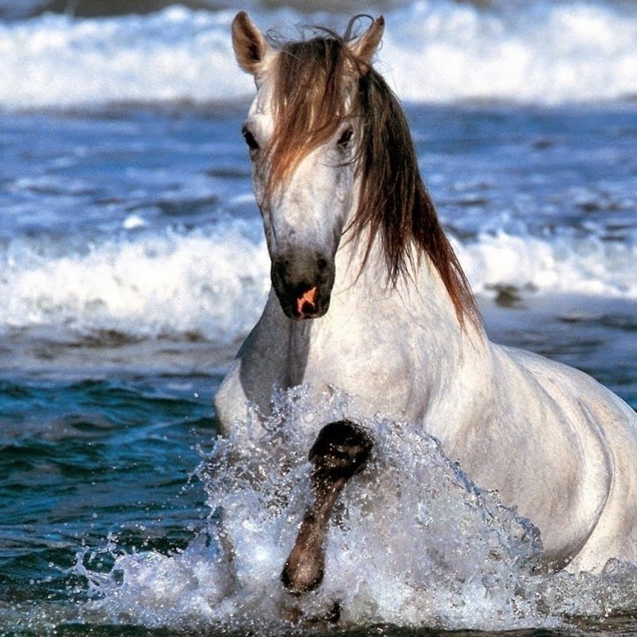 Лошади морда в воде