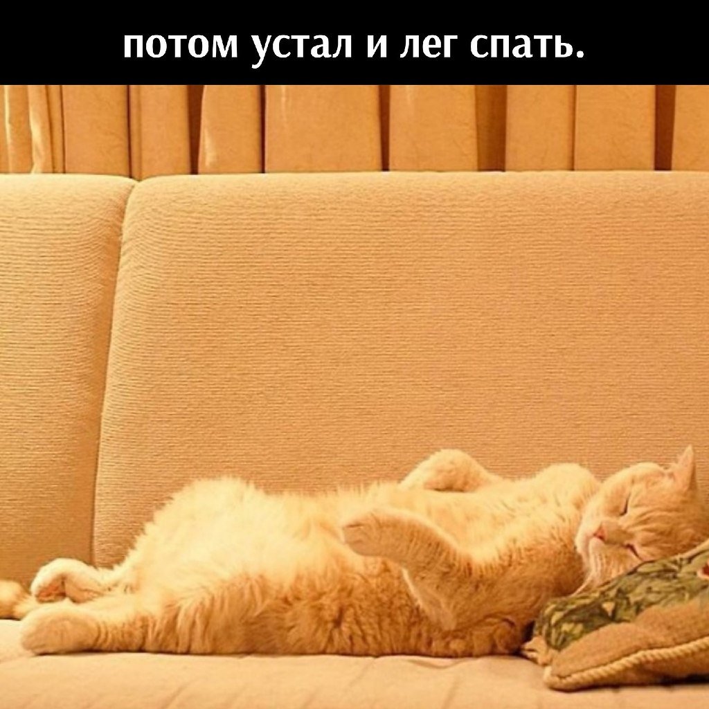 Котенок на даче
