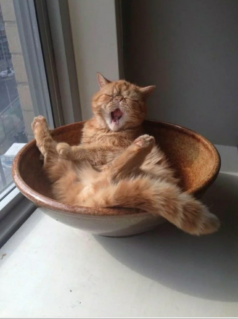 Ленивый котик
