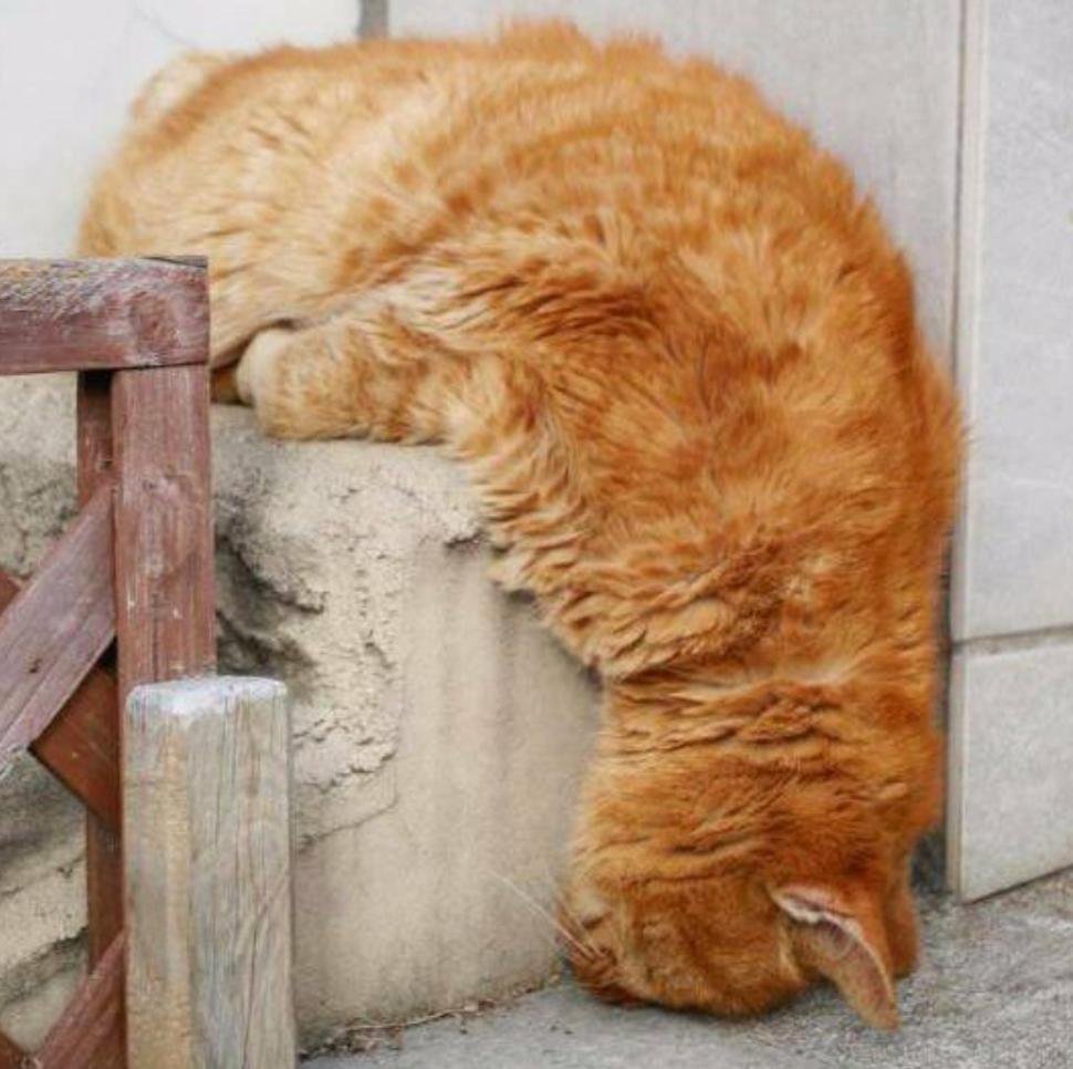 Кошка лежит на полу