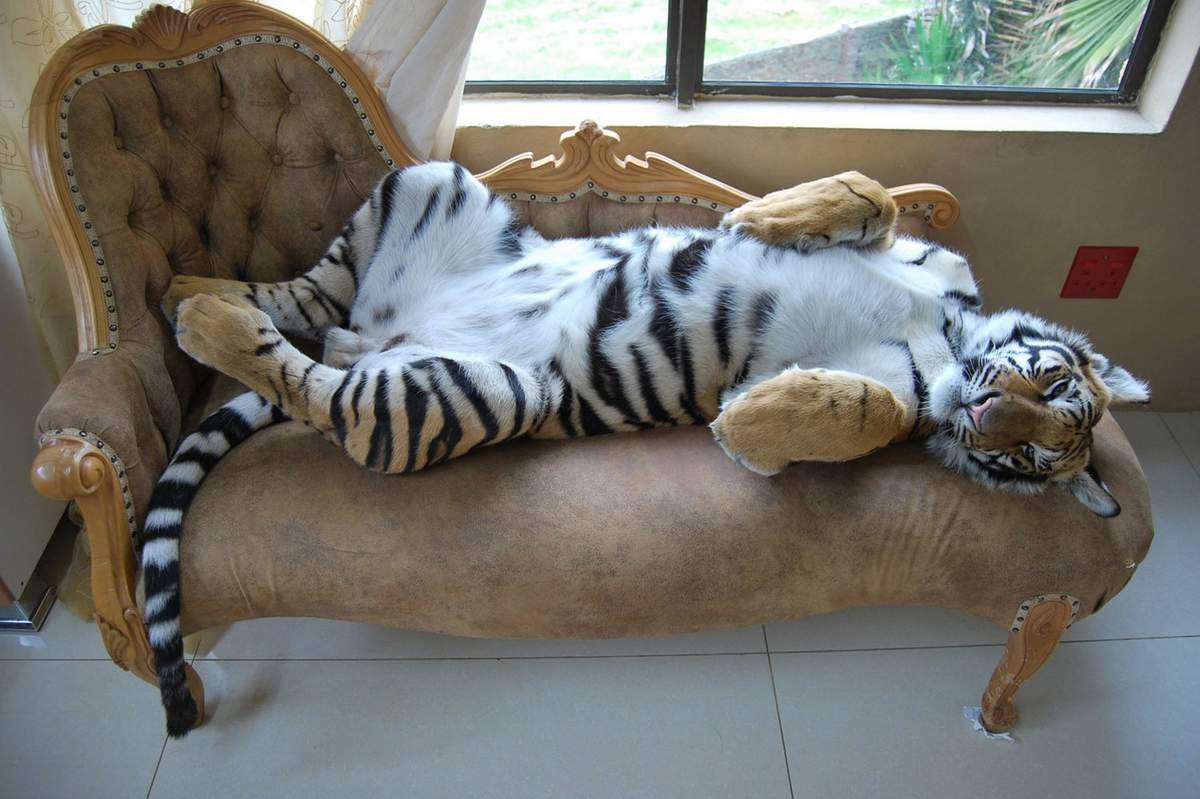 Ленивый кот