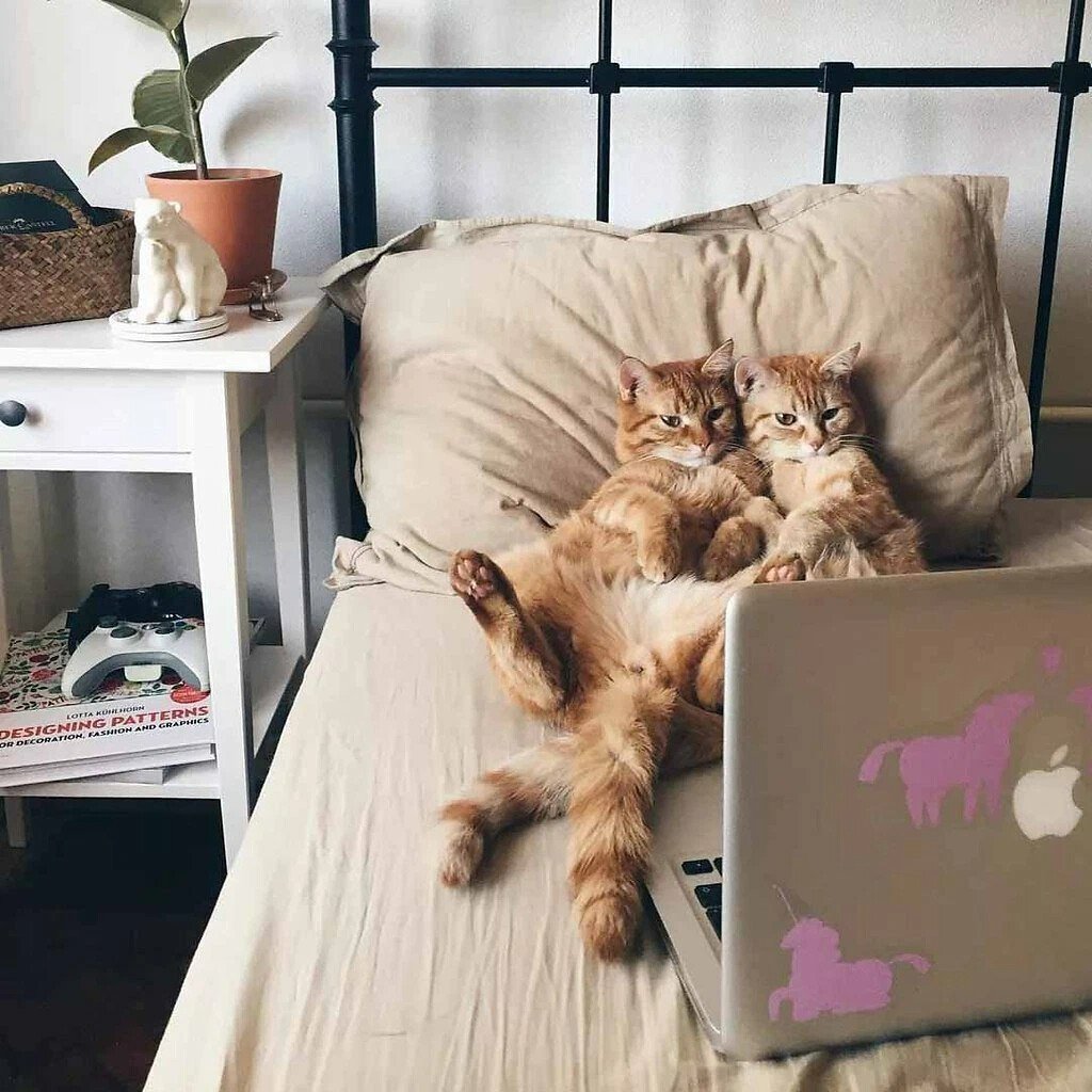 Котик хочет спать