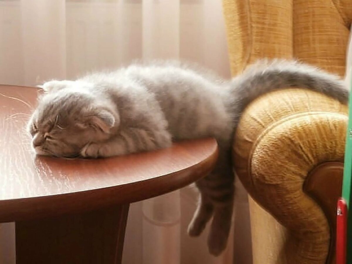 Рыжий кот устал