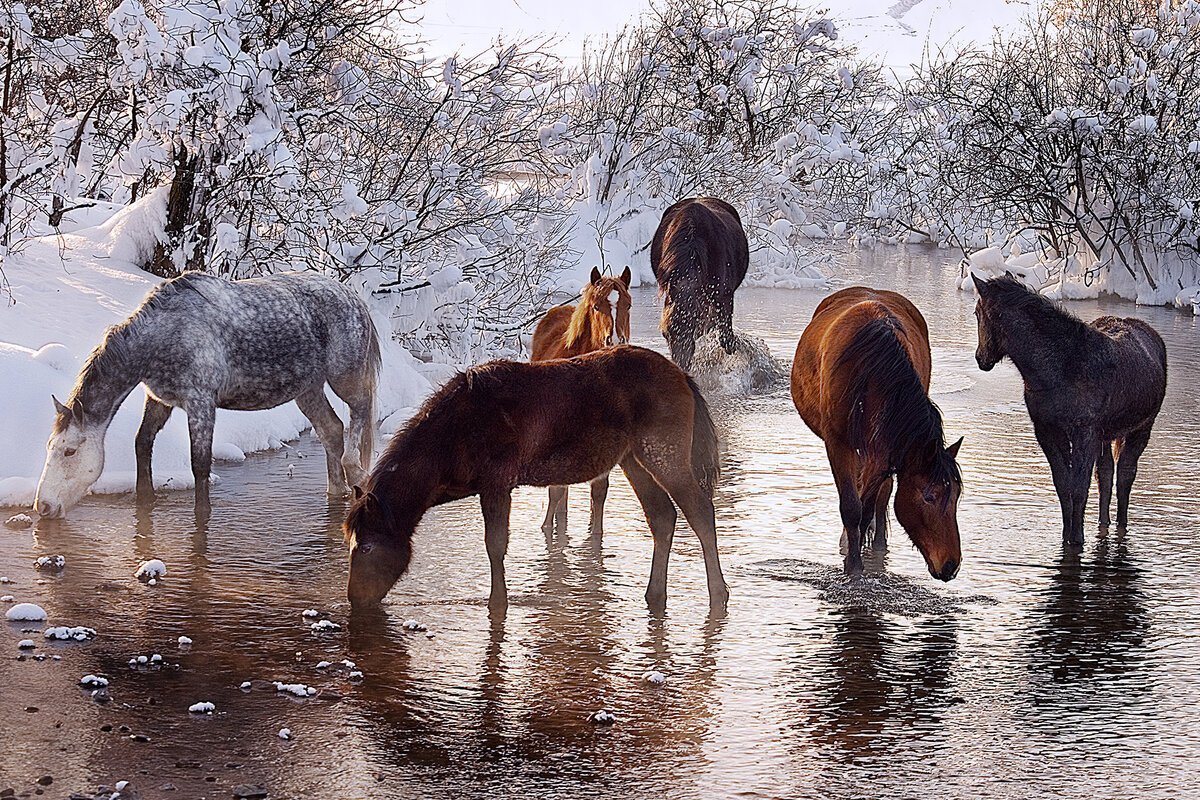 Весенний пейзаж лошади