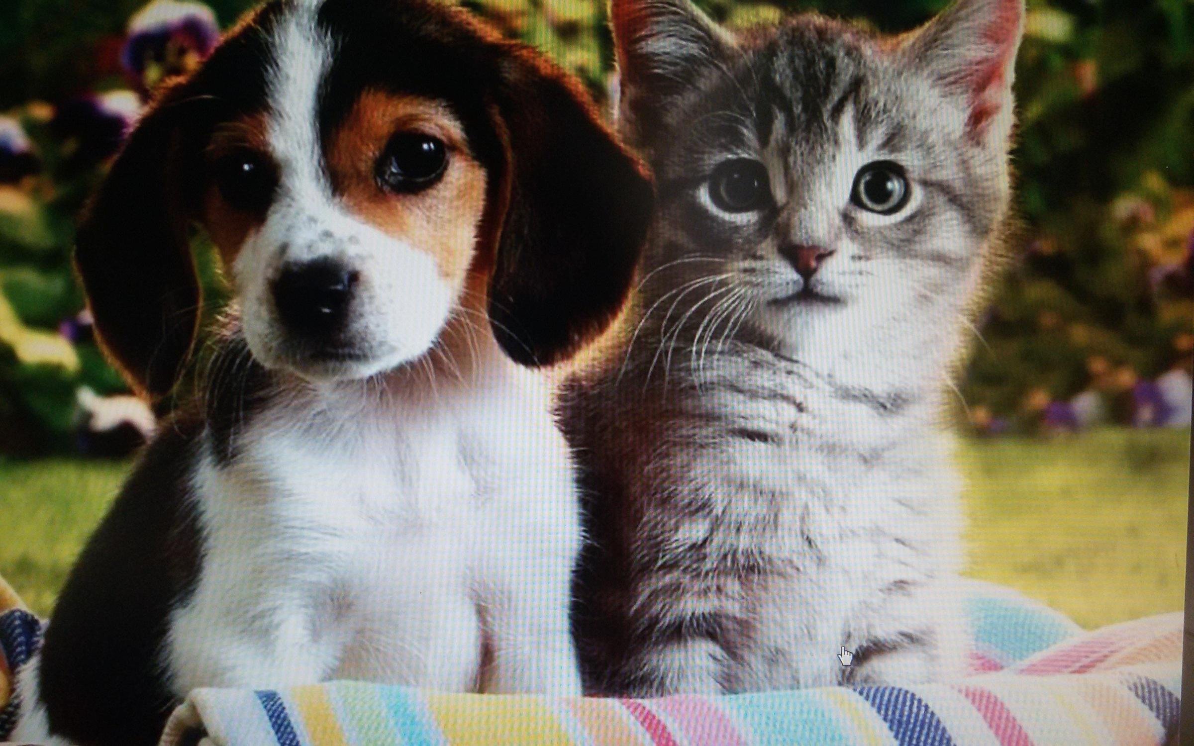 Кошечки собачки собаки. Собачки и кошечки. Милые котята и щенки. Красивые домашние животные. Щенок и котенок.