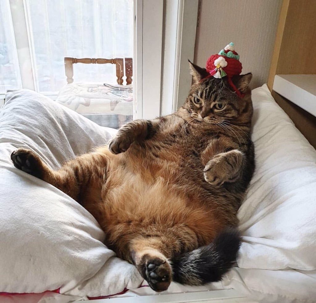 Спящий кот