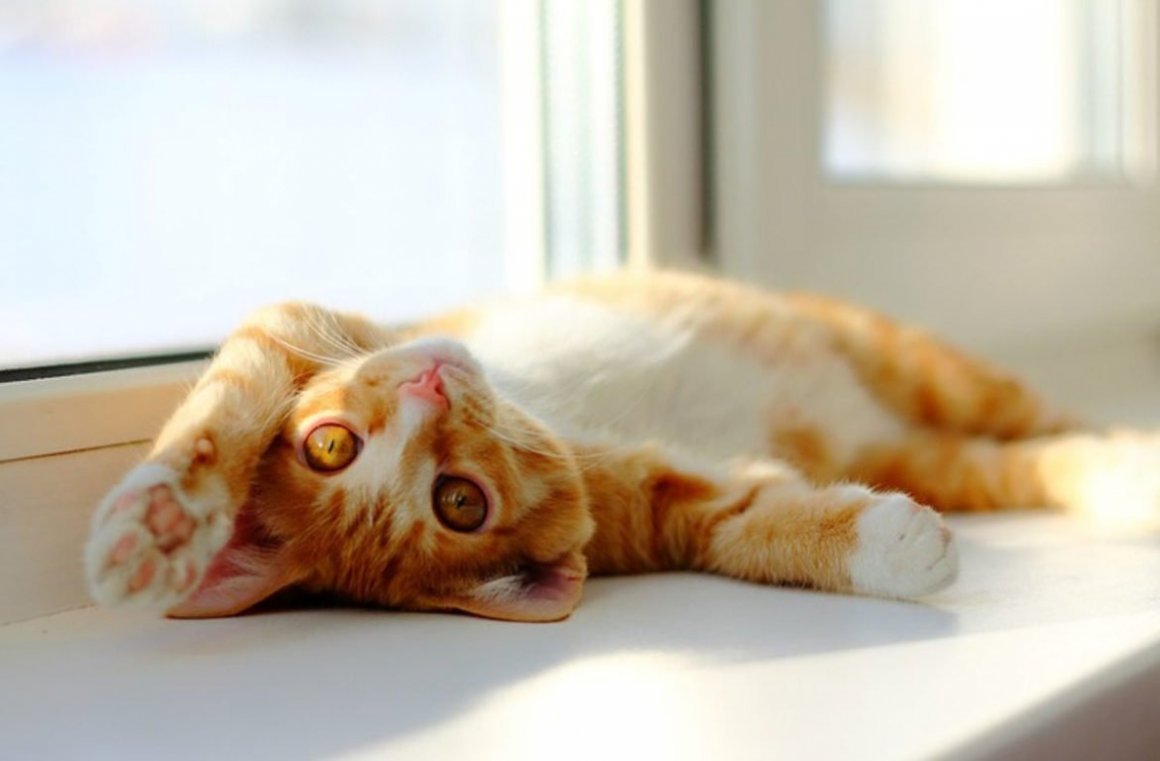 Коричневая кошка спит