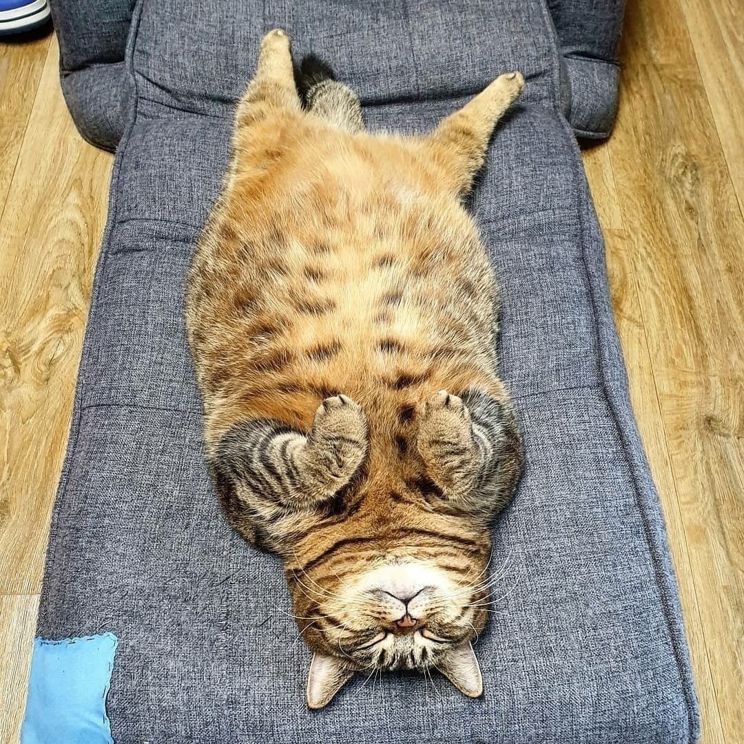 Спящий рыжий котенок