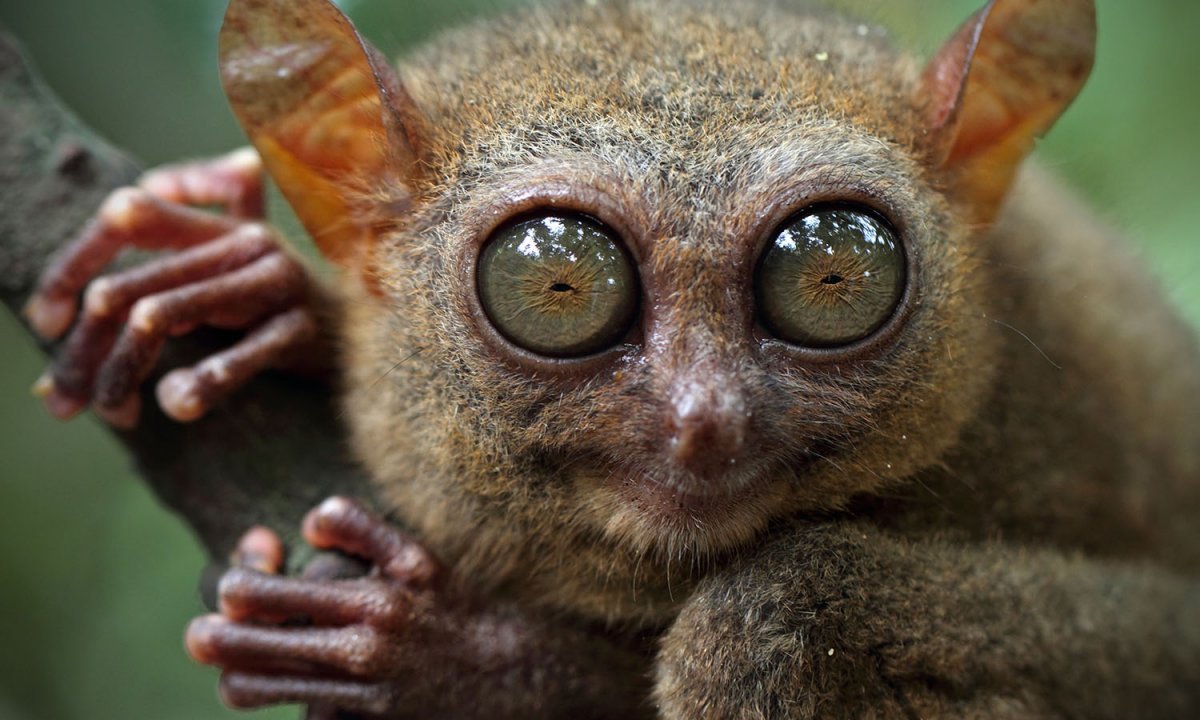 Обои с обезьянами