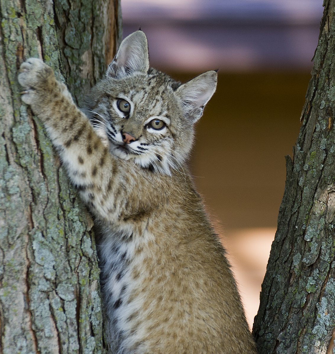 Рысенок Бобкэт