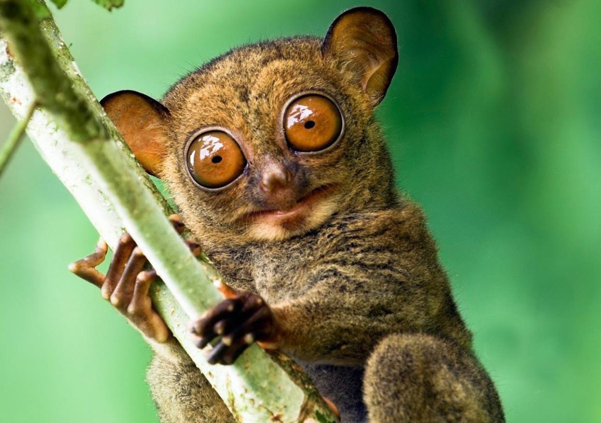 Белоносая мартышка