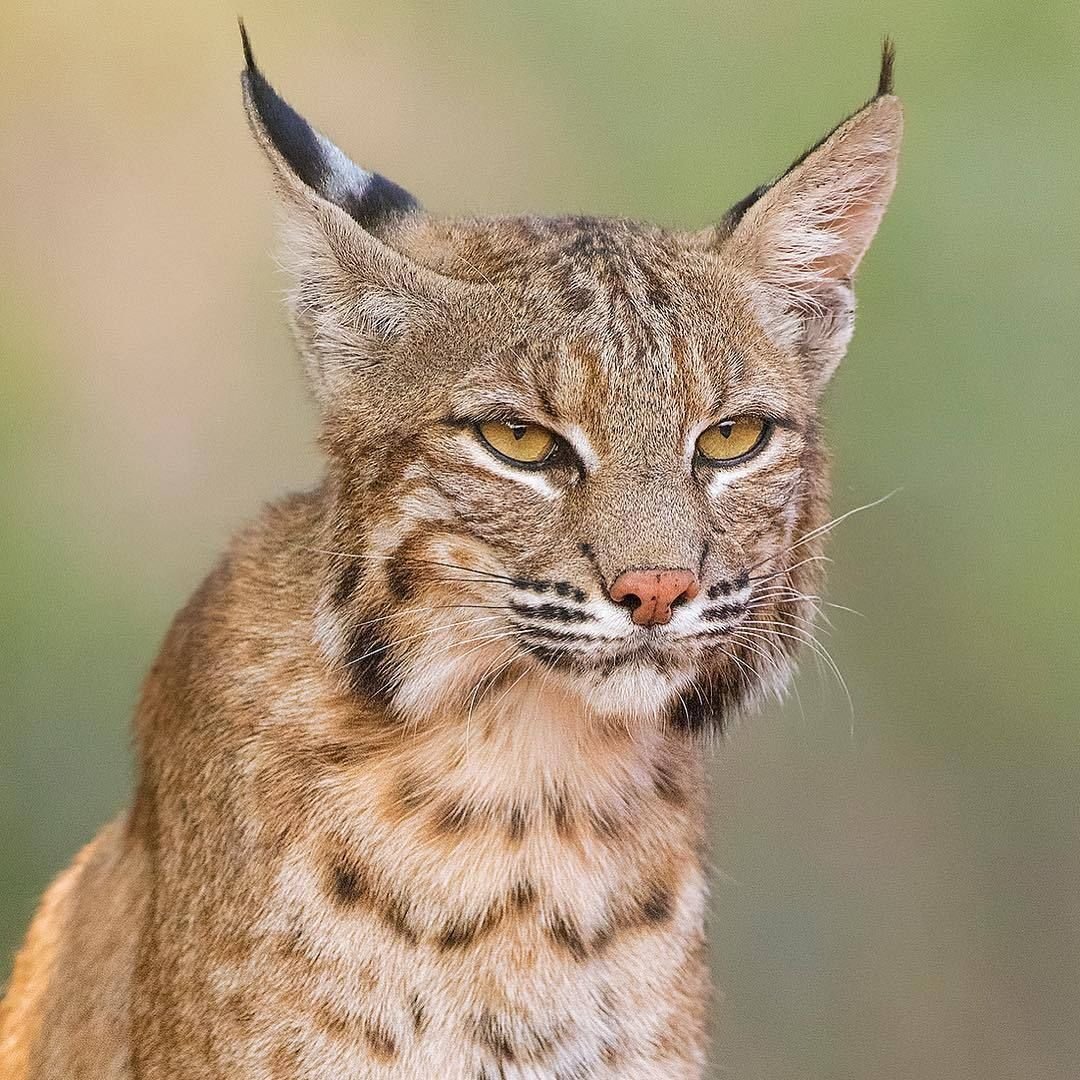 Сибирская Рысь