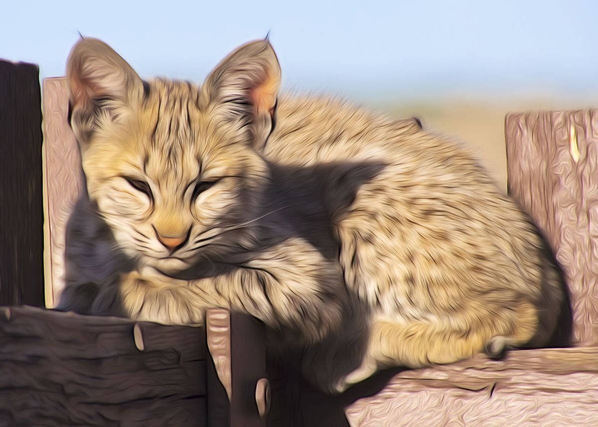 Американская Рысь Бобкэт