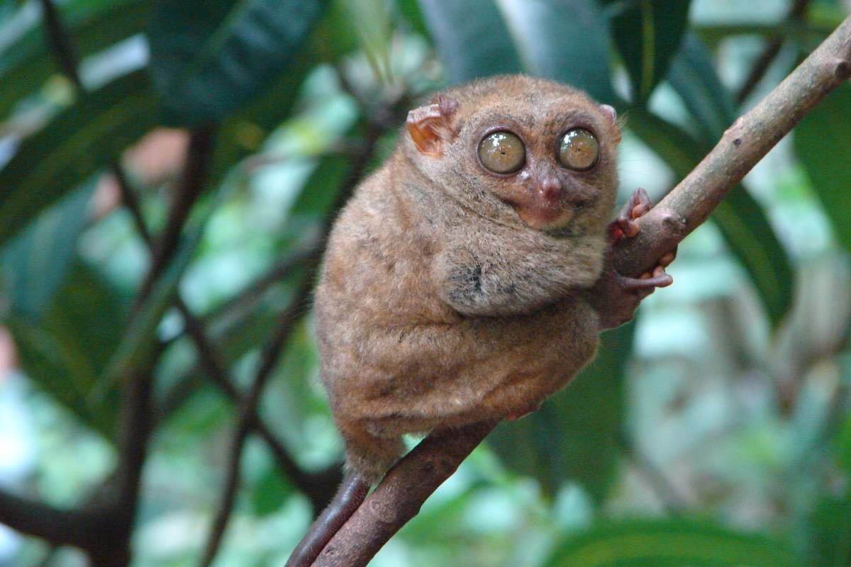 Голубая мартышка