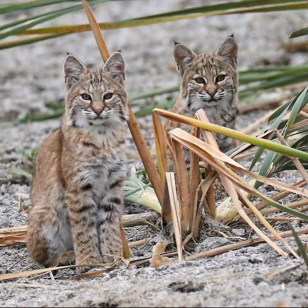 Рысь отьебис