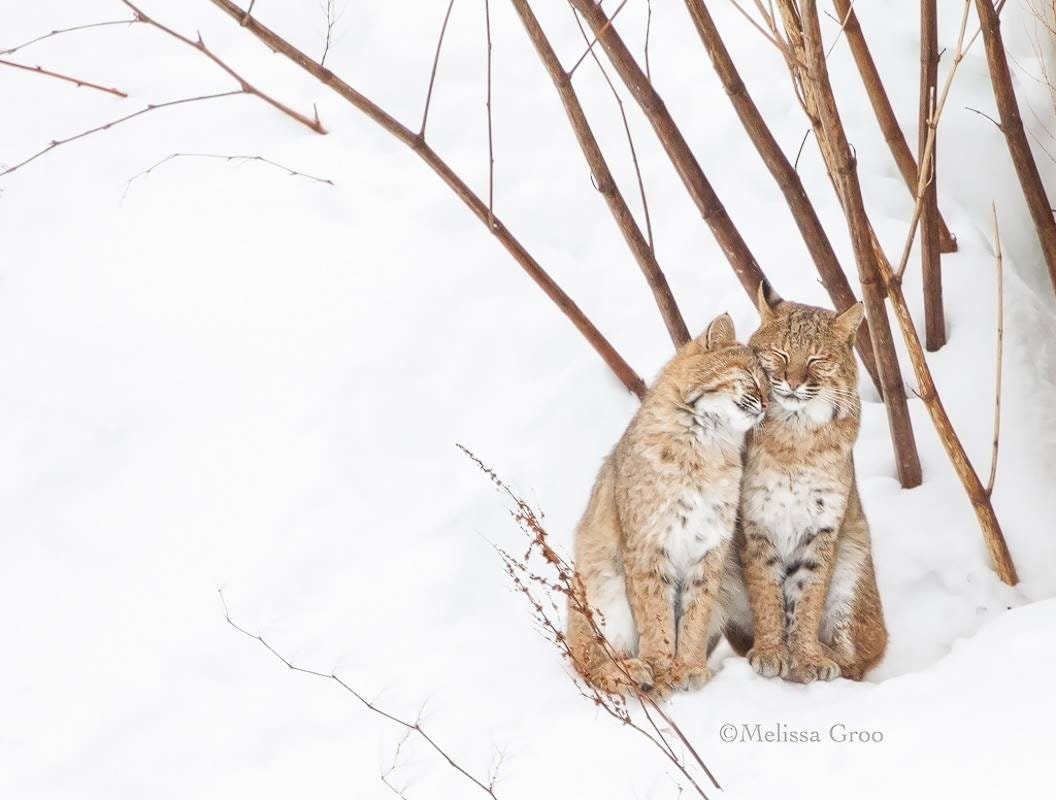Рысь Дальневосточная