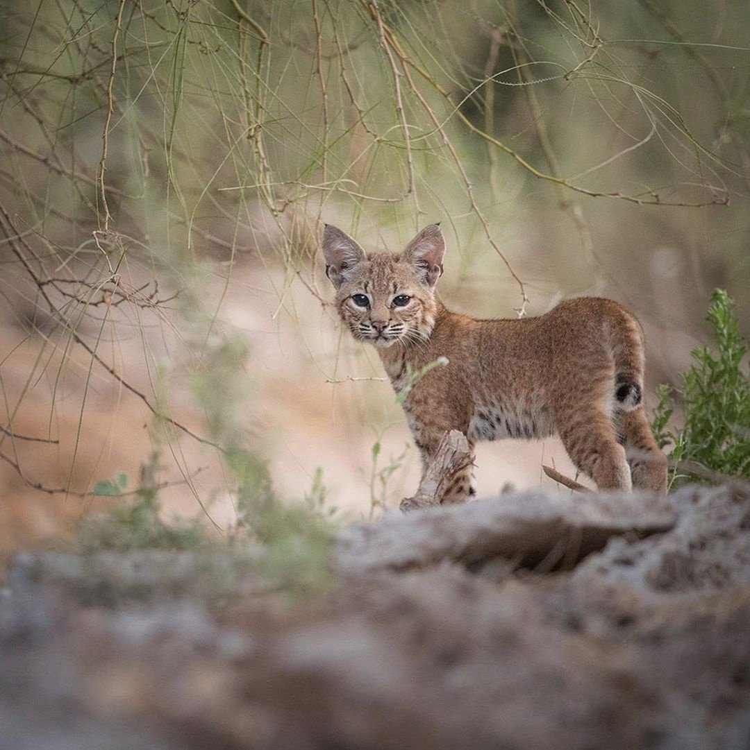 Bobcat и Lynx разница