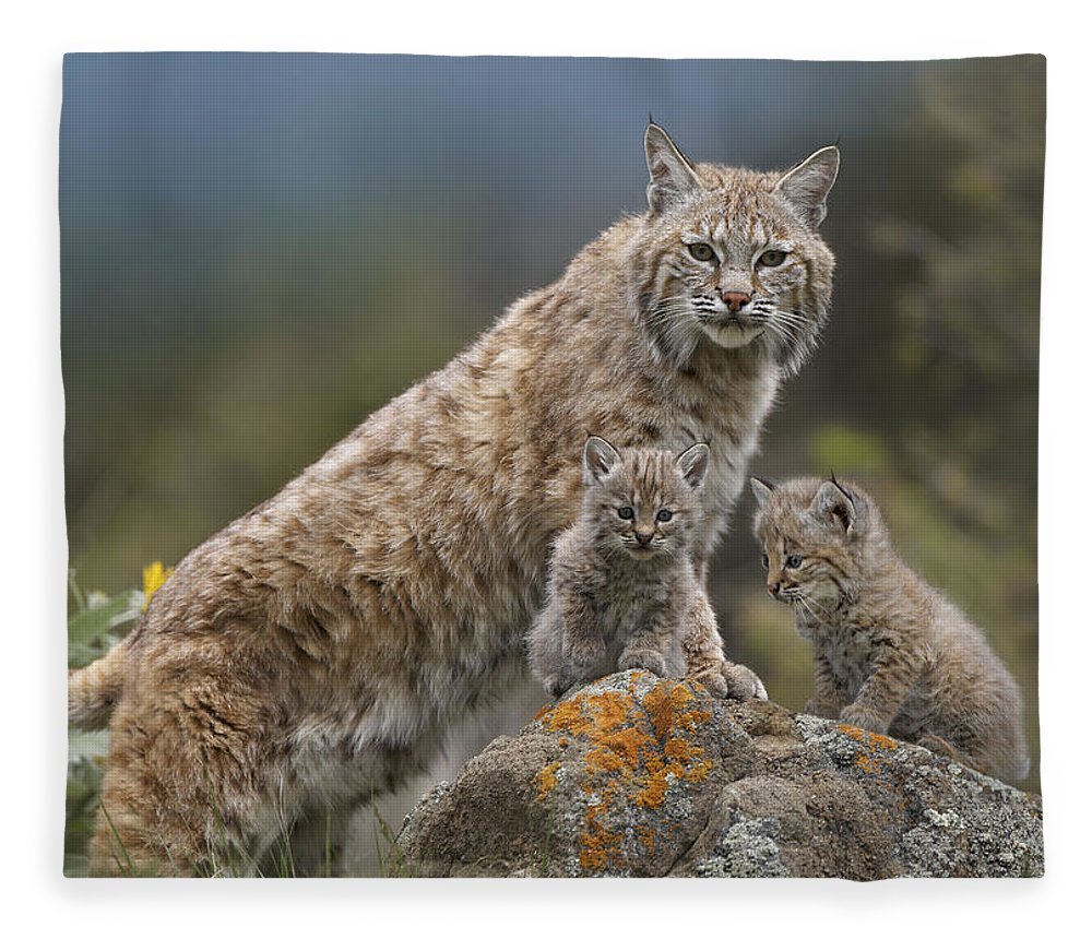 Рысята смешные