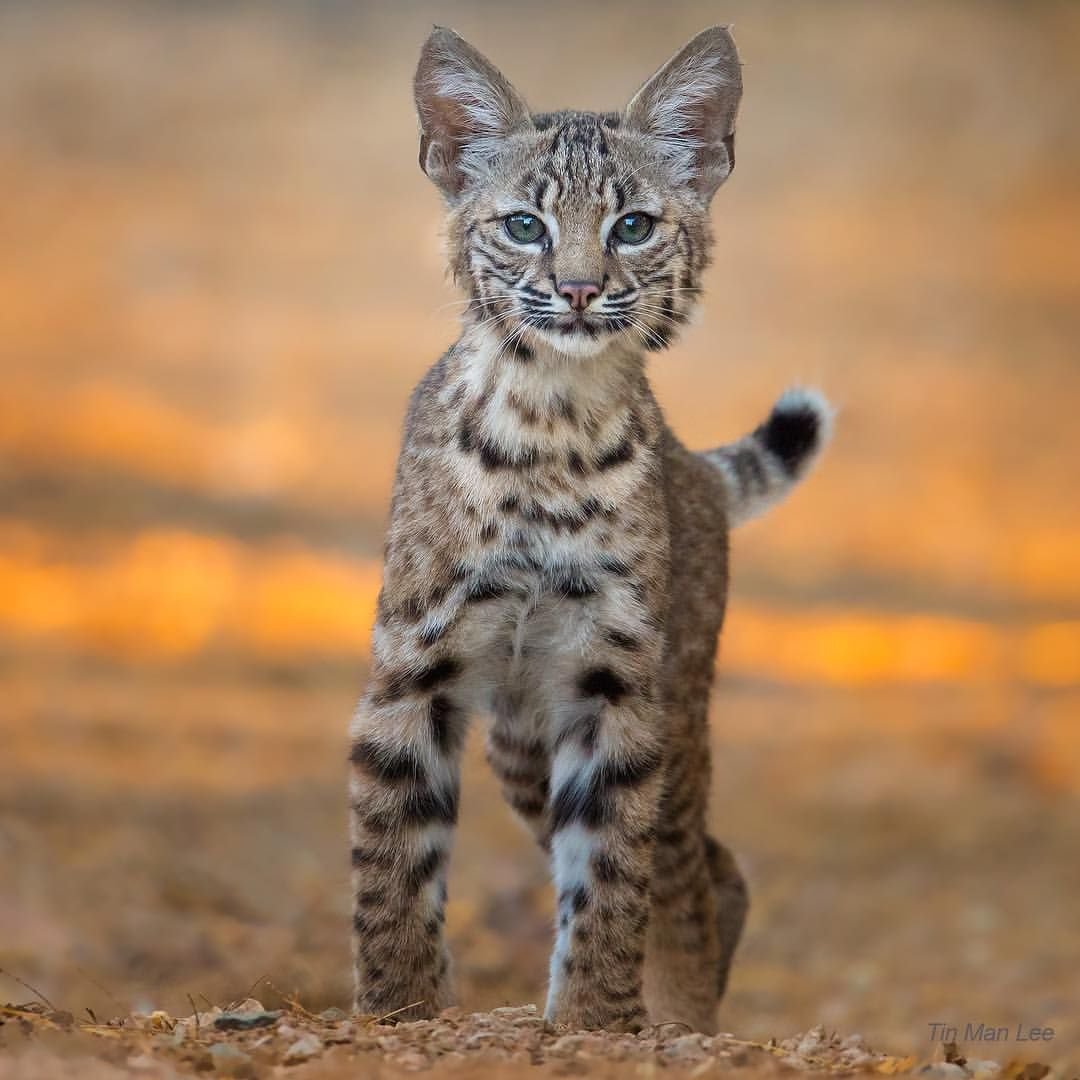 Поропорода котов Бобкет