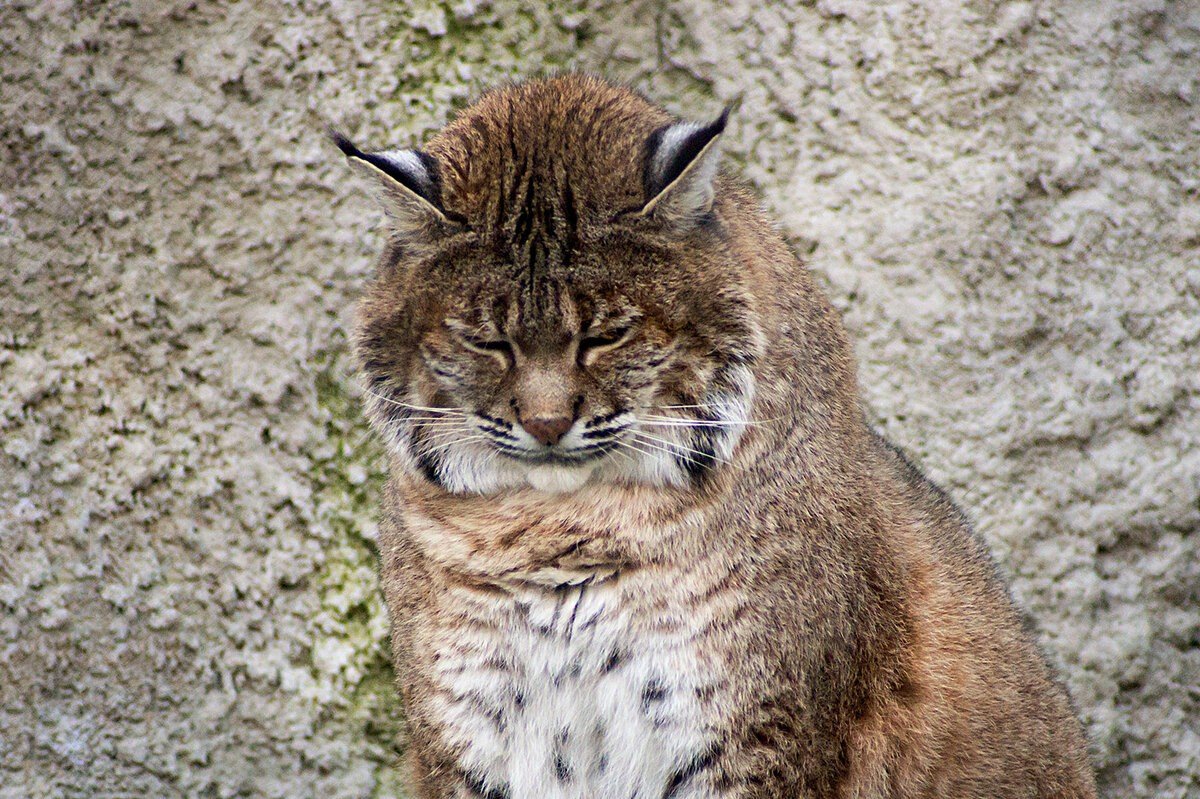 Рысенок Артем