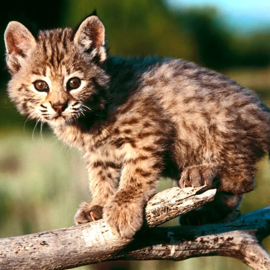 Рысь Сибирская краснокнижная