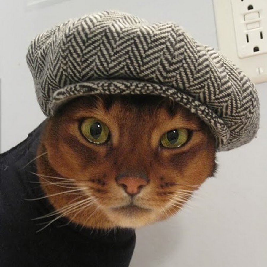 Серый кот в шапке