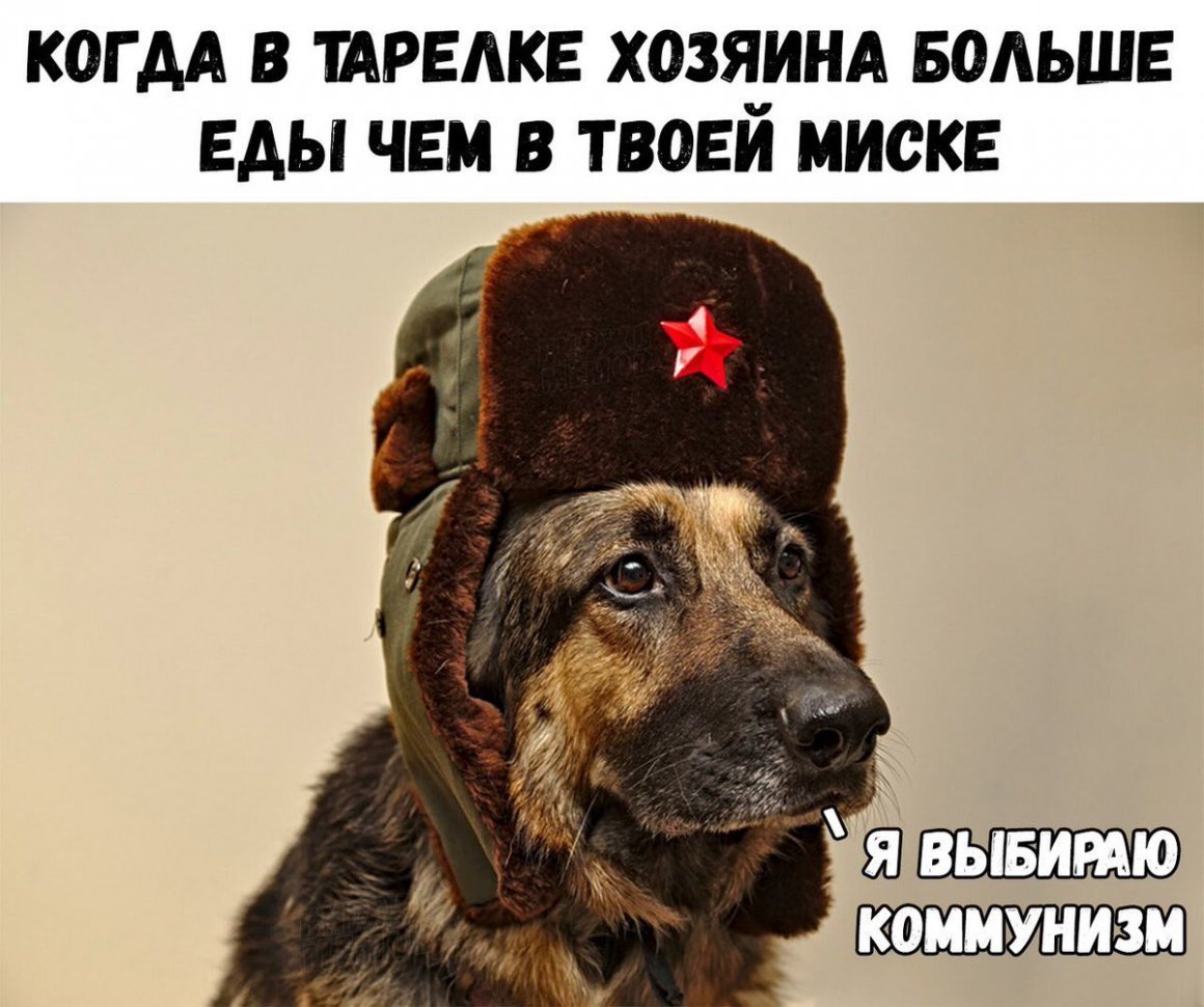 Крутые коты