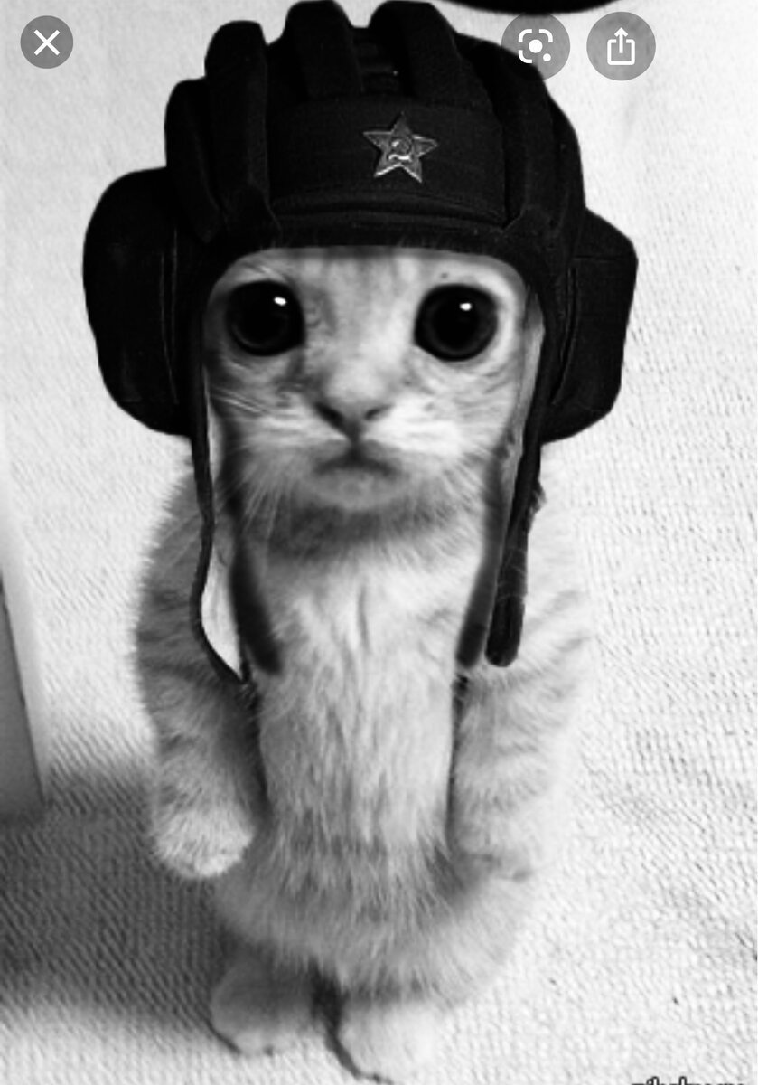 Кот в ушанке СССР