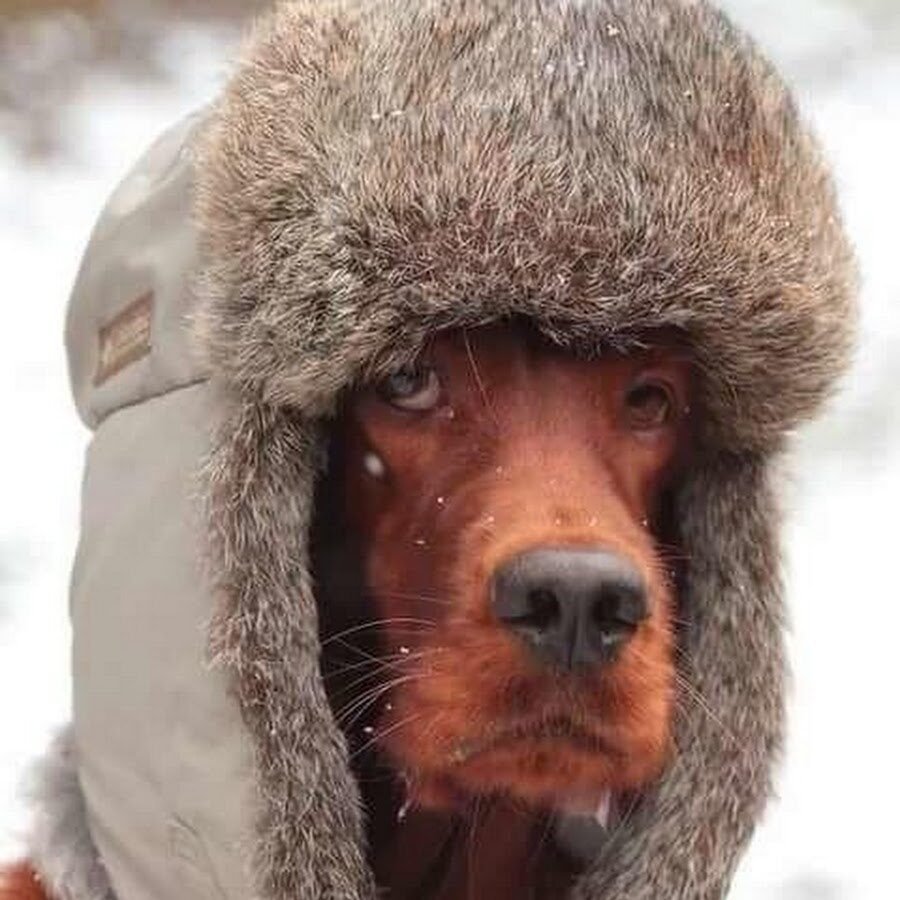 Коммунистический кот