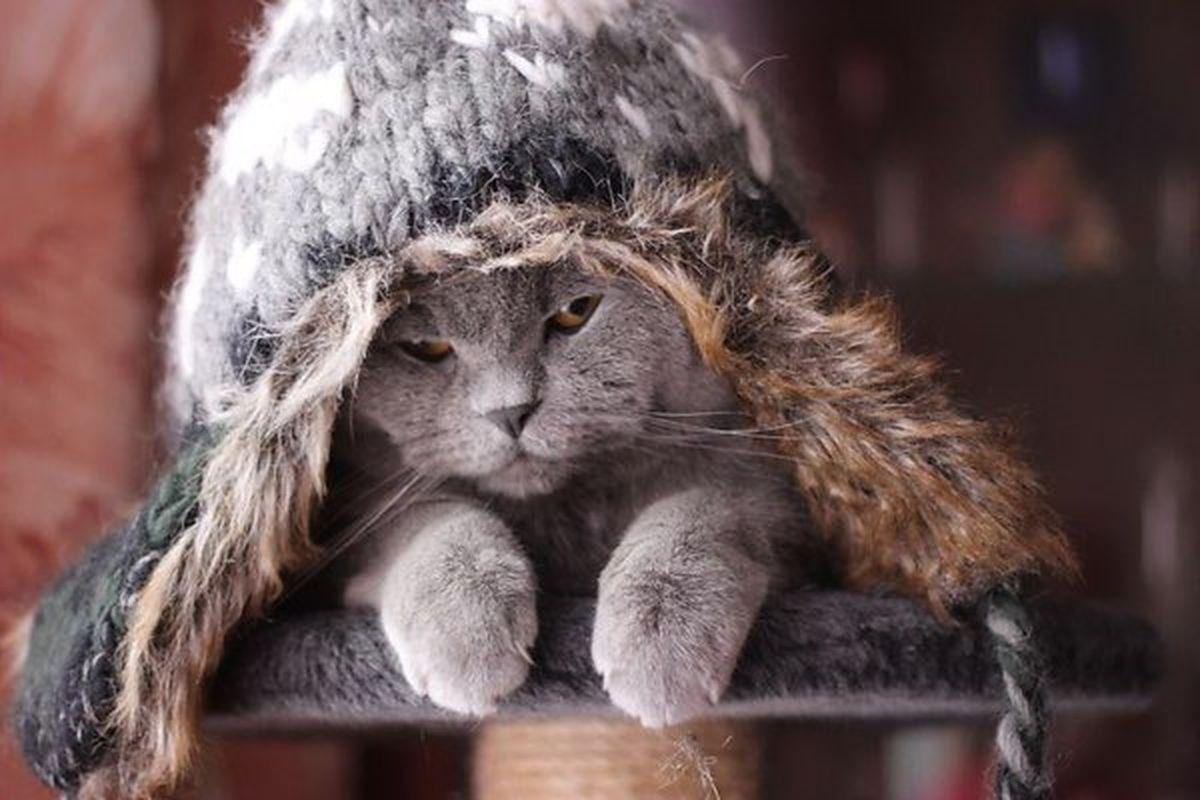 Собака в шапке ушанке