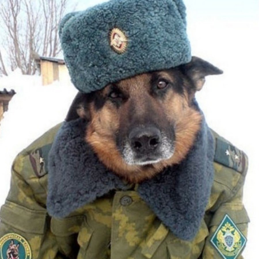 Хомяк в военной форме