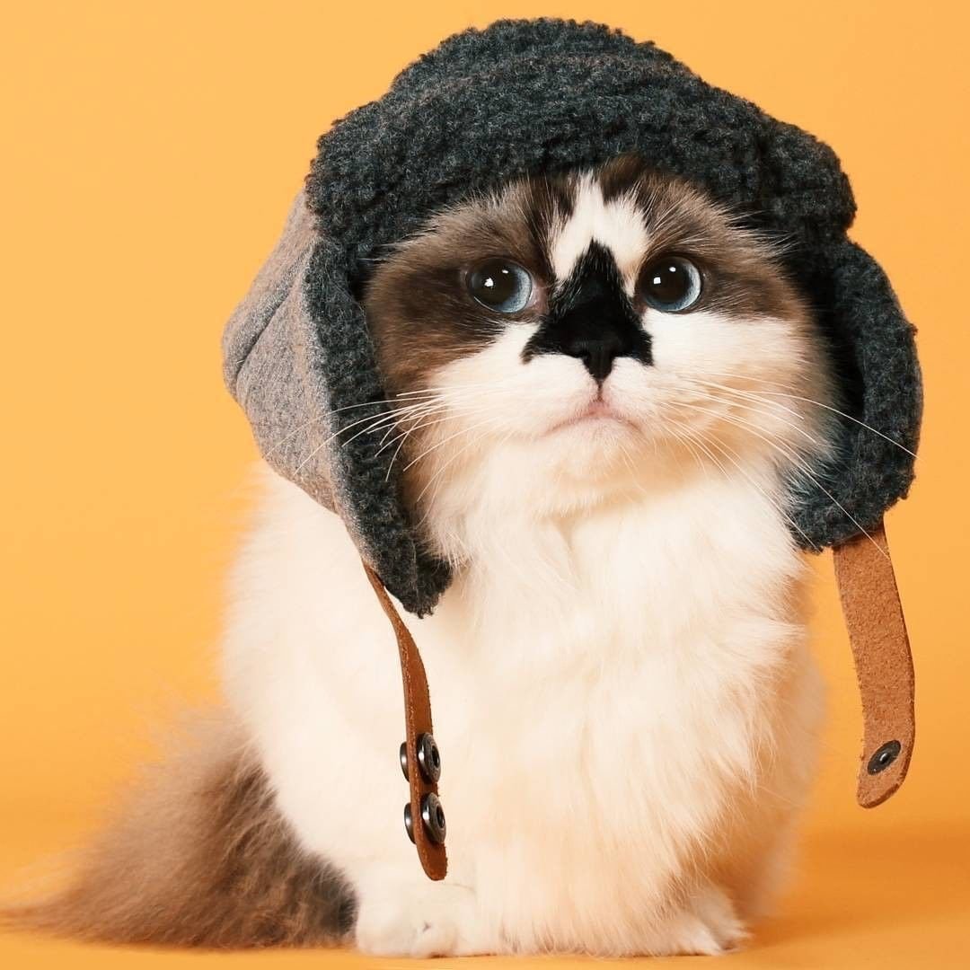 Кот в шапке