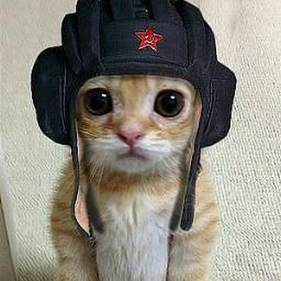 Милый котик в шапке