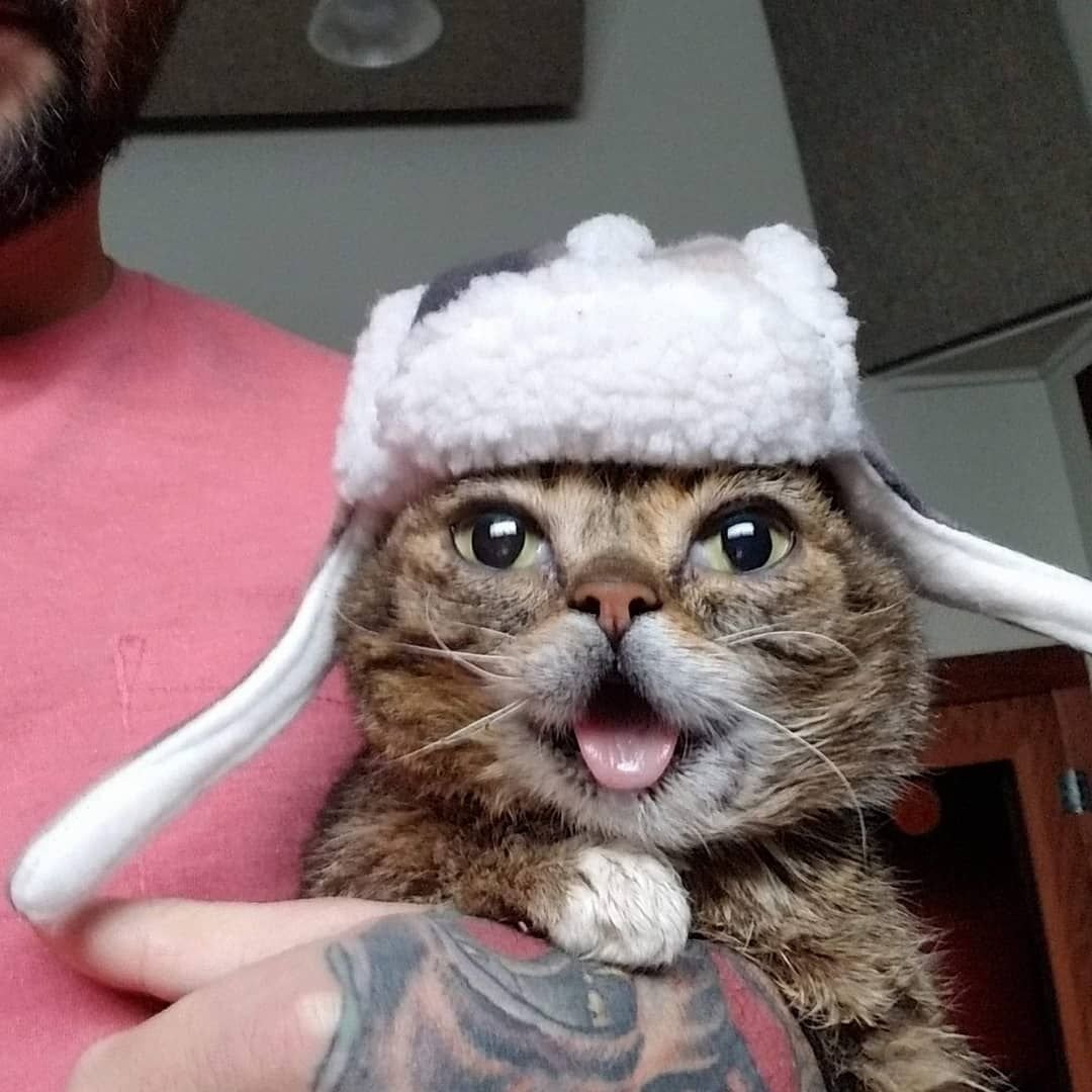 Шапочки для котов