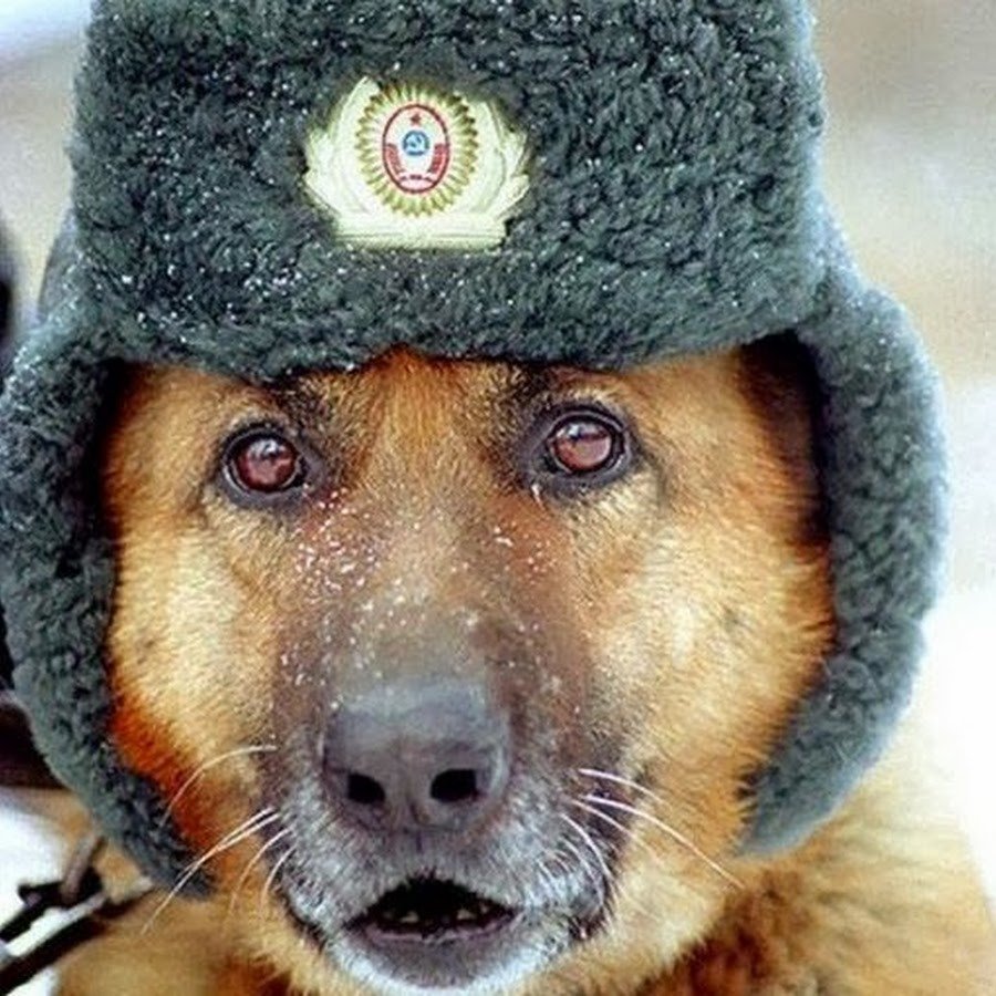 Собака в шапке ушанке
