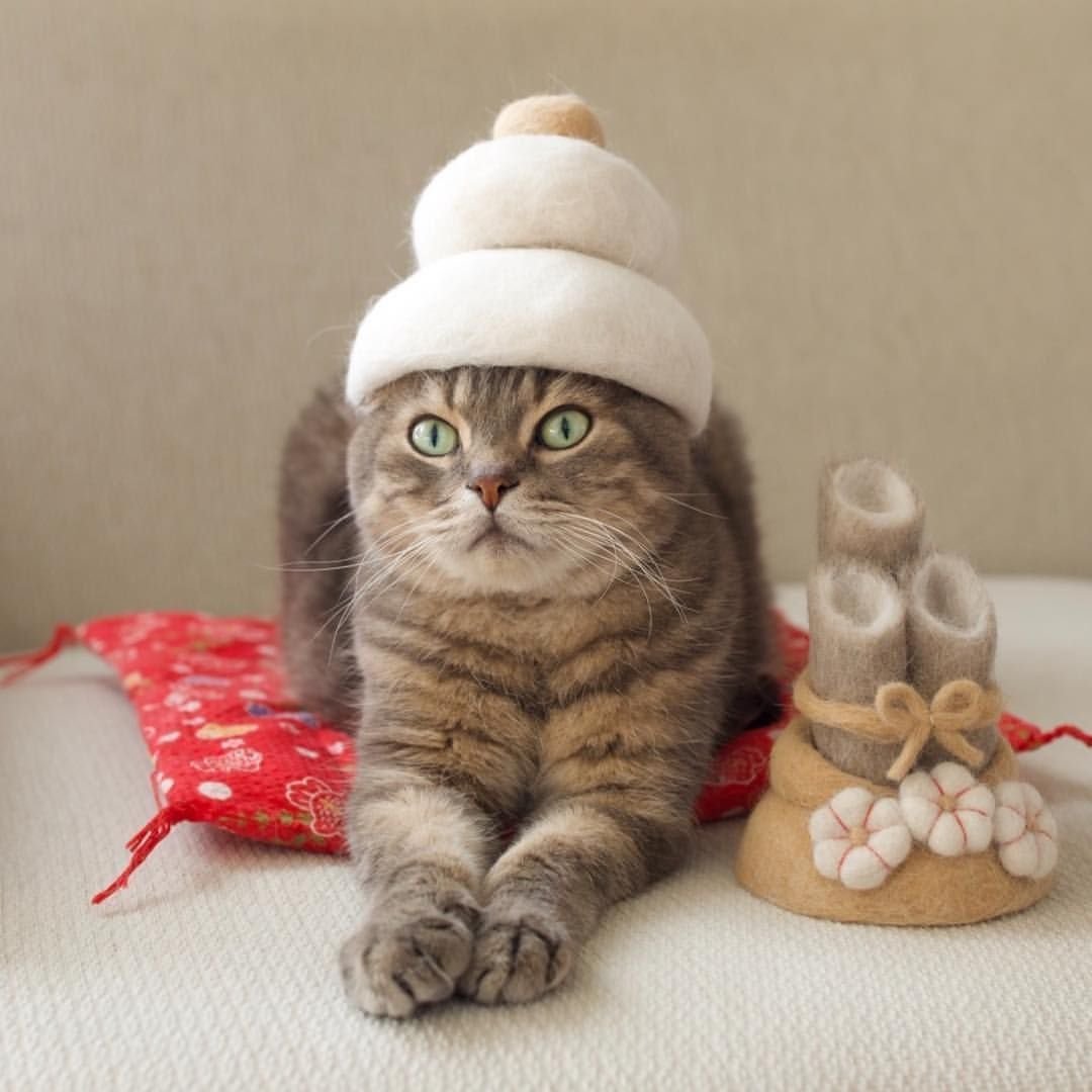 Рыжий кот в шапке