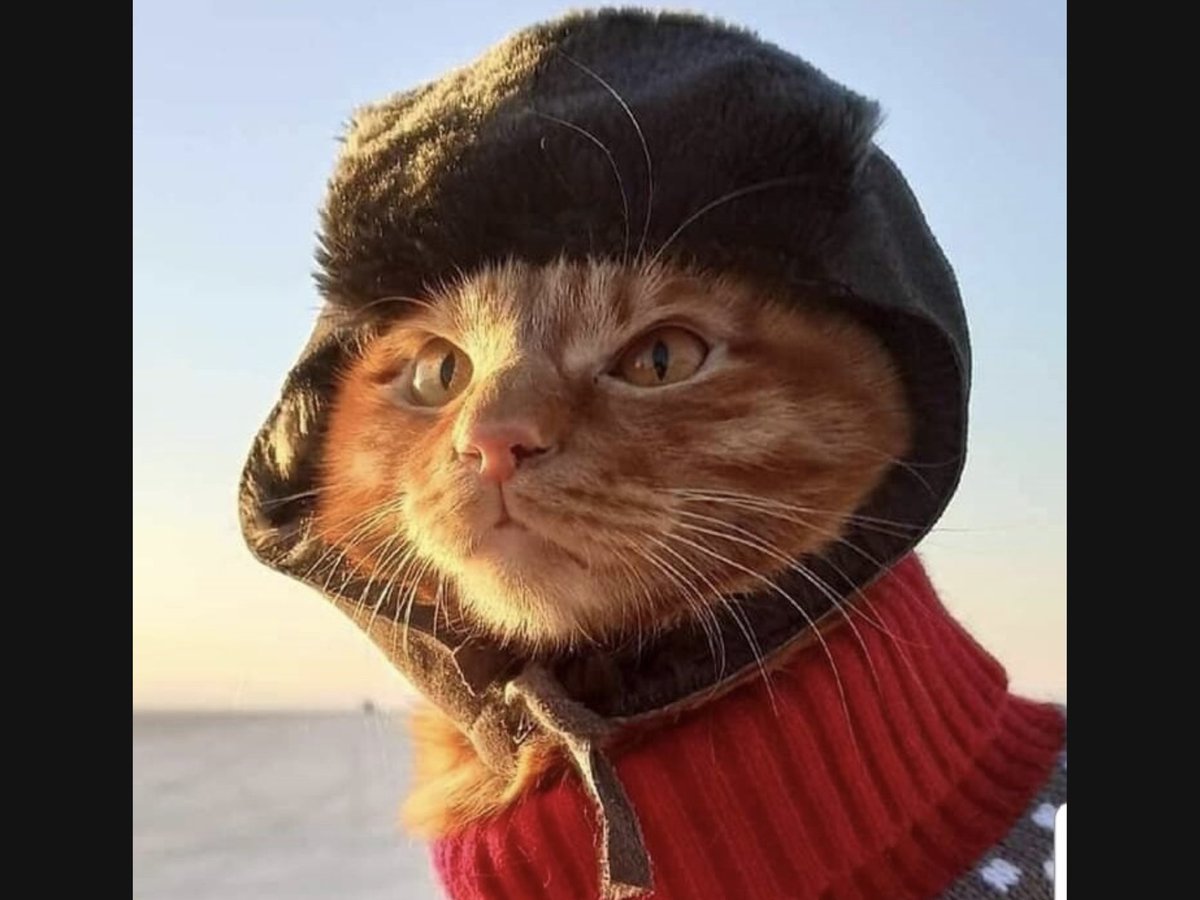 Кот в ушанке