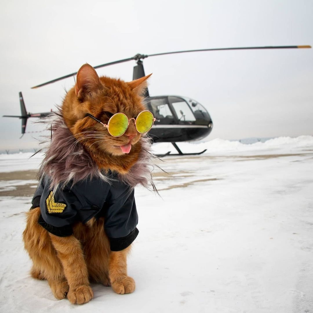 Кошки России