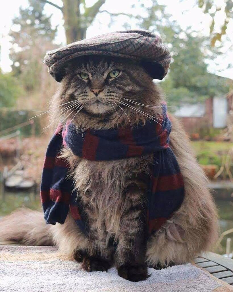 Кот в шапке ушанке