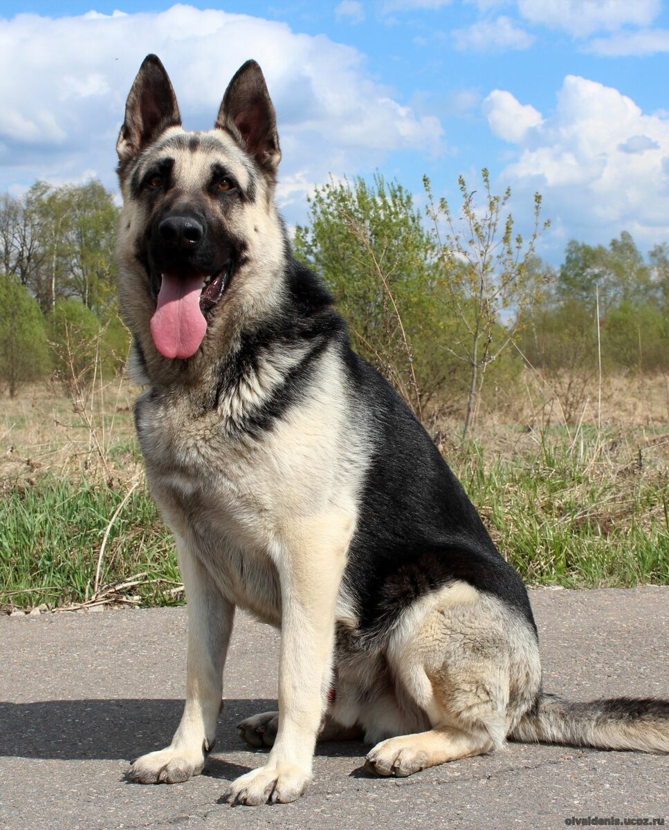 ВЕО В Барнауле