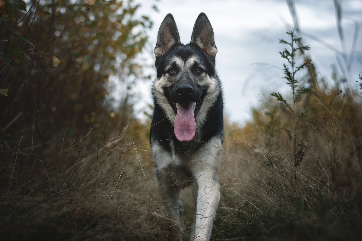 Щенки Восточно европейской овчарки