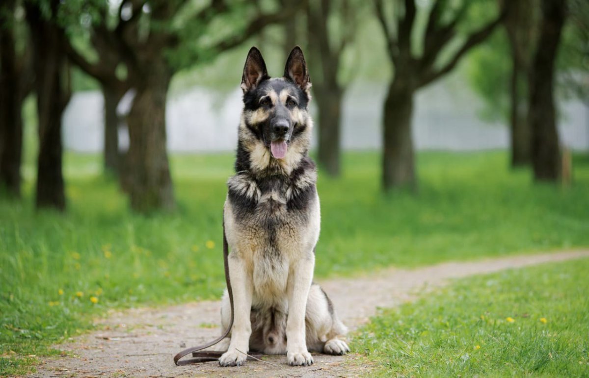 Восточно европейская овчарка щенок 1.5