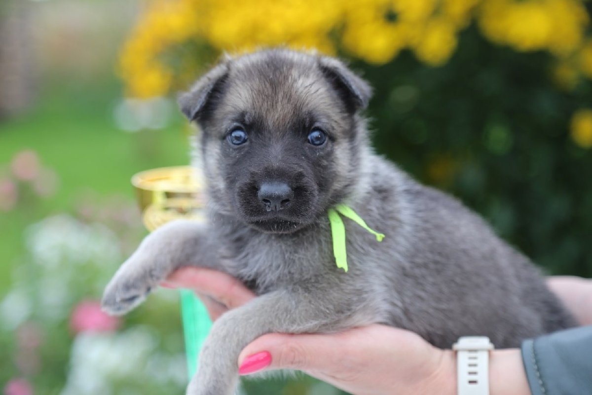 Восточно европейская овчарка короткошерстная