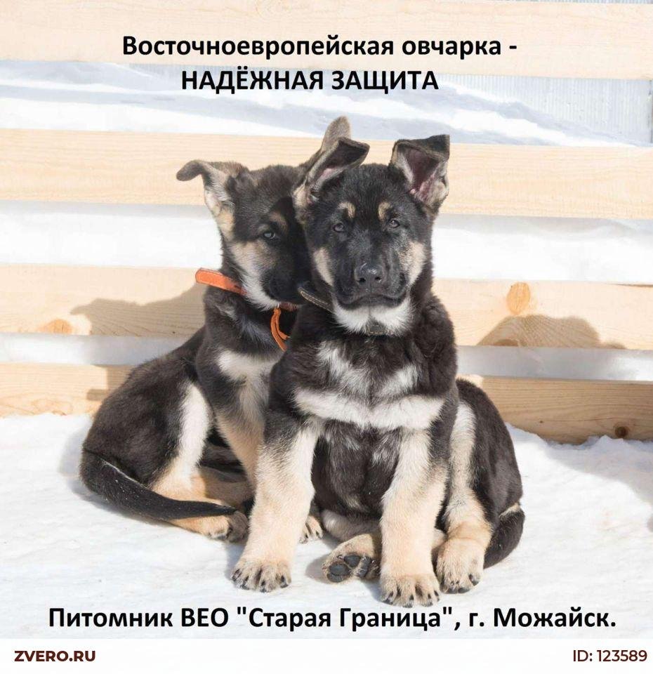 Щенки Восточно европейской овчарки двухмесячные