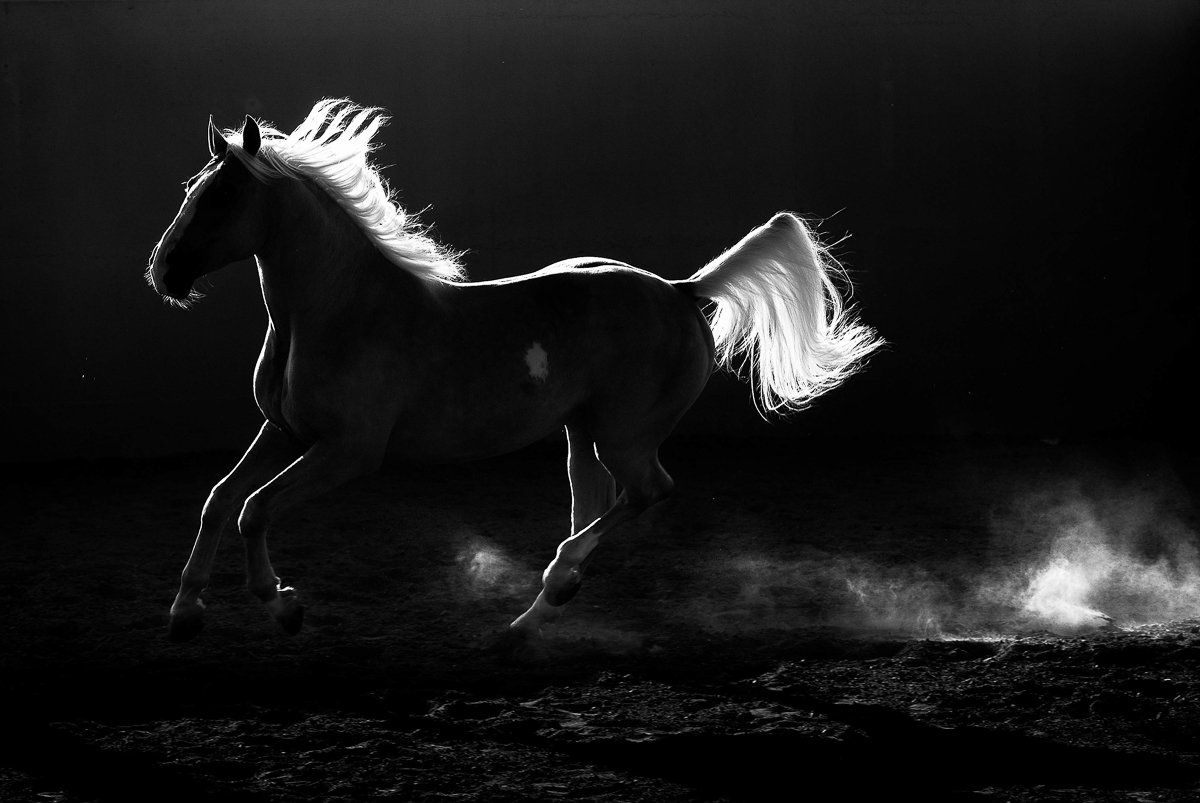 Черная лошадь Эстетика