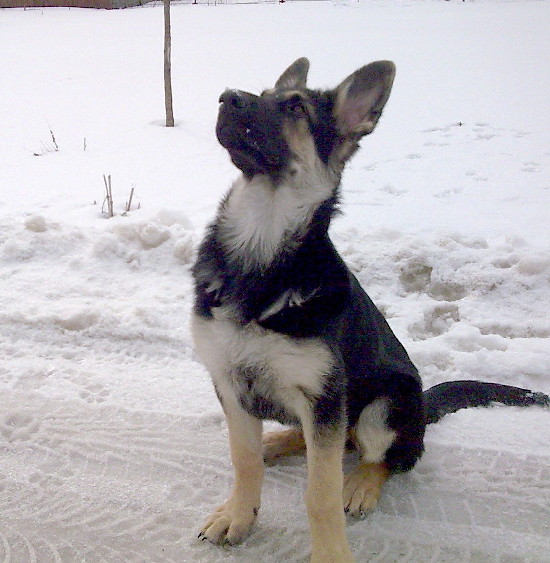 Щенки Восточно европейской овчарки Новорожденные